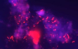 Bodenprobe Fluoreszens