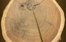 A tree disc on which the annual growth rings are clearly visible.