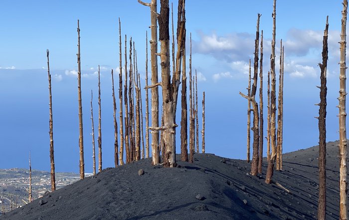 Palma abgestorbene Bäume Vulkan