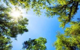 Foto senkrecht nach oben mit Blick in den blauen Himmel zwischen grünen Baumkronen.