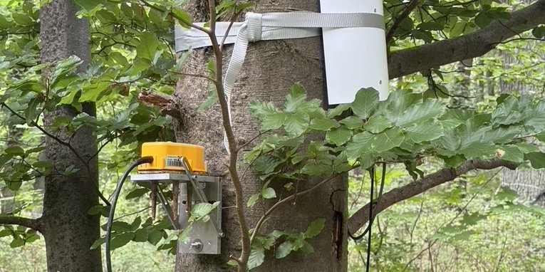 3D Geofon (gelb) an Buche zur Umsetzung von Schwankungen, Vibrationen und Erschütterungen des Stamms in elektrische Signale zur Analyse von Stärke, Richtung und Art der mechanischen Bewegungen des Baumes. Oben rechts: Schutzabdeckeung (weiß) für einen Sensor zur Bestimmung des Saftflusses im Stamm (Wassertransport von den Wurzeln zur Baumkrone).