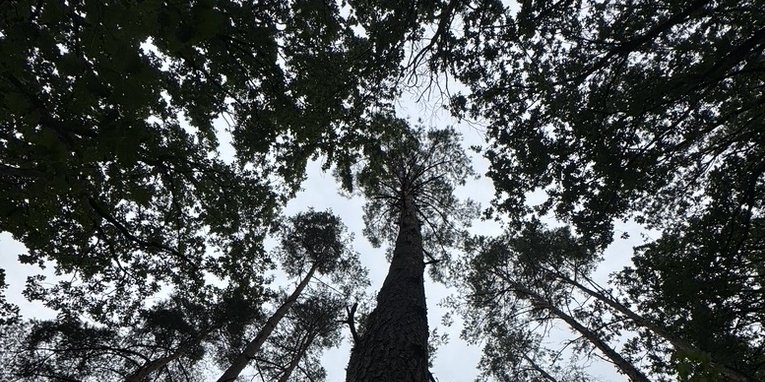 Blick in den Kronenraum eines Kiefern-Eichen-Mischbestandes auf dem Potsdamer Telegrafenberg. Vor allem die Kiefern zeigen deutliche Kronenverlichtungen.