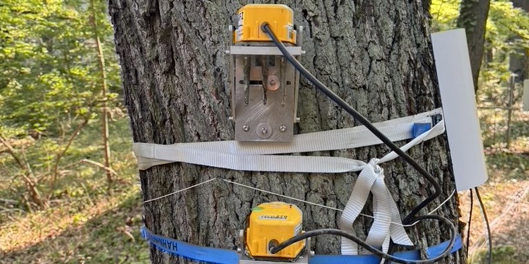 Zwei 3D Geofone (gelb) an Eiche zum Test unterschiedliche Befestigungsarten. Oben: Geofon-Halterung mit Stockschrauben im Baumstamm fixiert. Unten: Geofon-Halterung mit Spanngurt (blau) fixiert. Rechts: weiße Schutzabdeckung (befestigt mit grauem Spanngurt) für Stamm-Saftflusssenor.