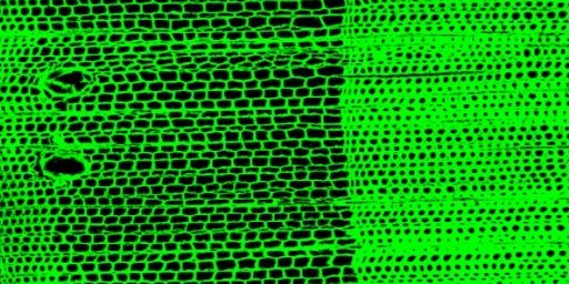 Querschnitt einer Kiefernprobe (P. sylvestris); Konfokal-Laser Mikroskopie (CLSM); 100fache Vergrößerung