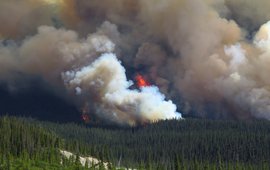 Feuer in einem Wald, Rauch steigt auf, Luftaufnahme von oben