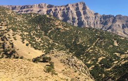 Zagros-forest-degraded-by-grazing-Dorud-region-Lorestan-province-Iran