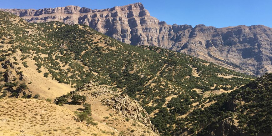 Zagros-forest-degraded-by-grazing-Dorud-region-Lorestan-province-Iran