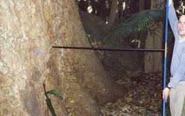 The photo shows a person next to an large tree trunk