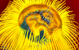 Illustration Magnetfeldlinien and der Kern-Mantel-Grenze