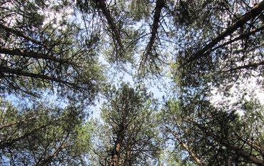 View from a pine forest high up into the sky: the long trunks and treetops against the blue sky