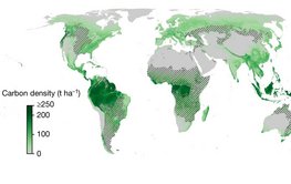 Mercator projection of the world with the concentration of above-ground tree carbon shown in color.