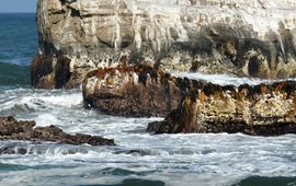 Das Foto zeigt Felsen im Meer