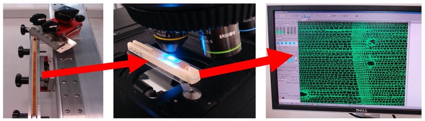 Neue Methode der quantitativen Holzanatomie: Präparation der Probenoberfläche mit einem Schlittenmikrotom