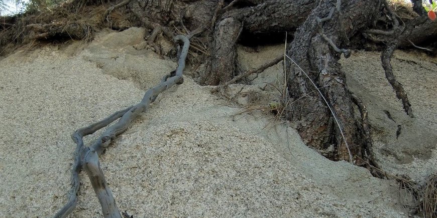 Plants take up nutrients from rock