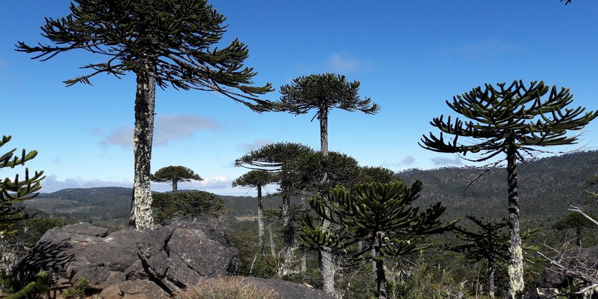 Nahuelbuta National Park, Chile